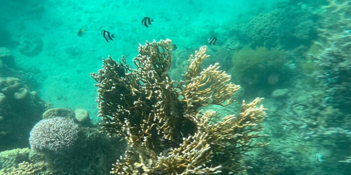 سنوركلينج واكتشاف الشعب المرجانية بإنتظارك – ينبع