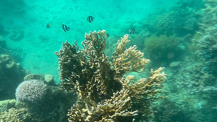 سنوركلينج واكتشاف الشعب المرجانية بإنتظارك – ينبع