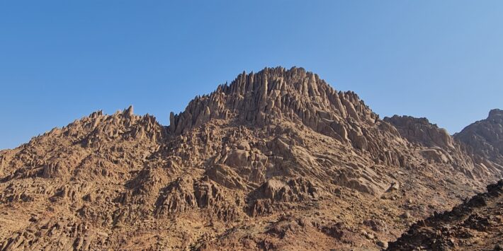 متزة البيضاء البري